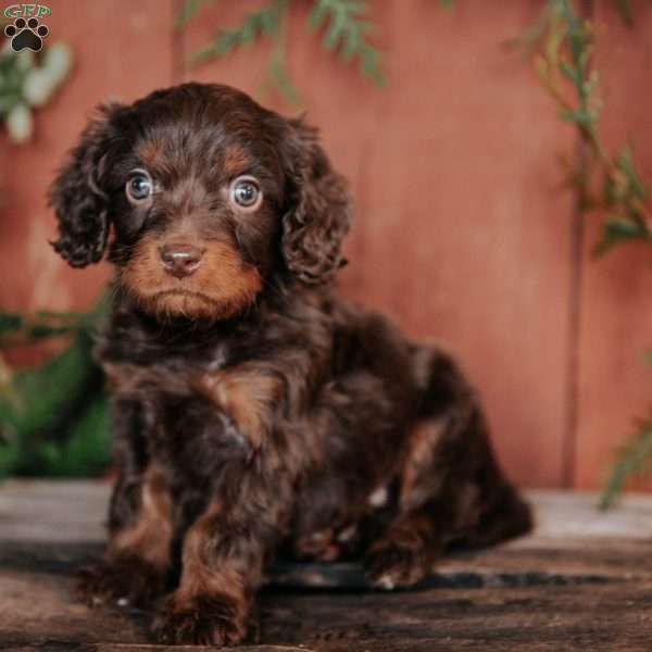 Sammy, Cavapoo Puppy